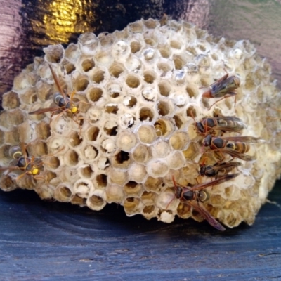 Polistes (Polistella) humilis (Common Paper Wasp) at Broadwater, NSW - 26 Apr 2019 by jb