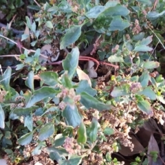 Einadia nutans subsp. nutans (Climbing Saltbush) at Symonston, ACT - 28 Apr 2019 by Mike