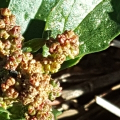 Einadia nutans subsp. nutans at Symonston, ACT - 28 Apr 2019 03:21 PM