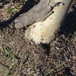 Papyrius nitidus at Jerrabomberra, ACT - 28 Apr 2019