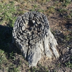 Papyrius nitidus at Jerrabomberra, ACT - suppressed