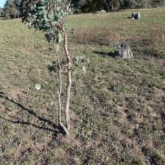 Papyrius nitidus at Jerrabomberra, ACT - 28 Apr 2019