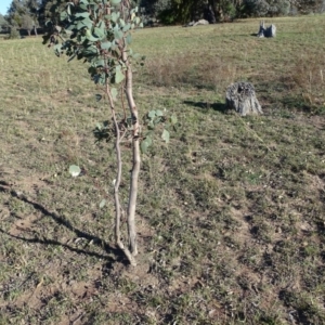 Papyrius nitidus at Jerrabomberra, ACT - 28 Apr 2019