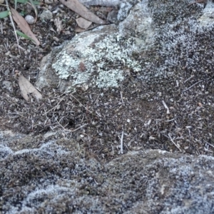 Papyrius nitidus at Symonston, ACT - suppressed