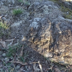 Papyrius nitidus at Symonston, ACT - suppressed