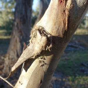 Papyrius nitidus at Symonston, ACT - 28 Apr 2019