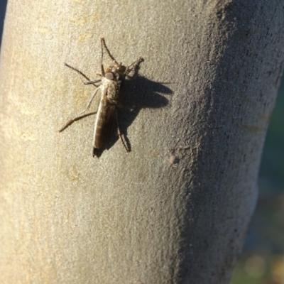 Cerdistus sp. (genus) (Yellow Slender Robber Fly) at Callum Brae - 28 Apr 2019 by Mike