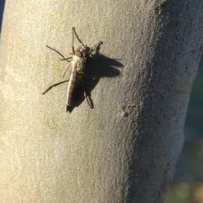 Cerdistus sp. (genus) (Slender Robber Fly) at Symonston, ACT - 28 Apr 2019 by Mike