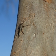 Cerdistus sp. (genus) at Symonston, ACT - 28 Apr 2019