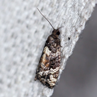 Asthenoptycha sphaltica and nearby species at O'Connor, ACT - 24 Apr 2019 by ibaird