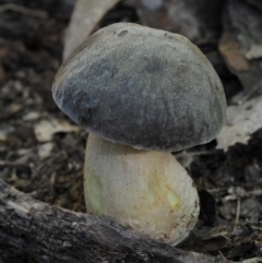 Leccinum sp. at Bodalla State Forest - 27 Apr 2019 by Teresa