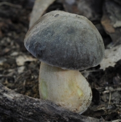 Leccinum sp. at Kianga, NSW - 27 Apr 2019 by Teresa