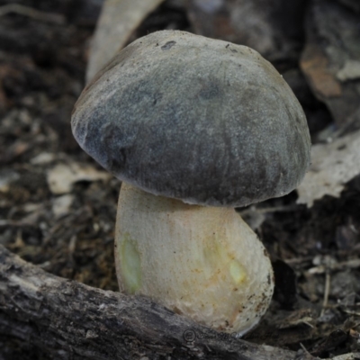Leccinum sp. at Bodalla State Forest - 27 Apr 2019 by Teresa