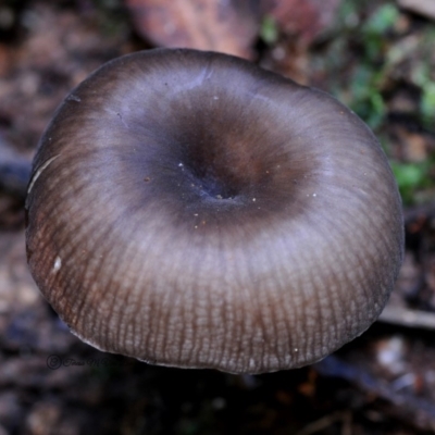 Trogia sp. at Bodalla State Forest - 26 Apr 2019 by Teresa