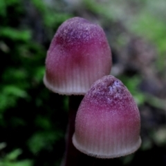 Mycena sp. (Mycena) at Kianga, NSW - 27 Apr 2019 by Teresa