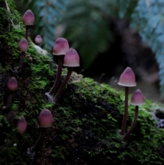 Mycena sp. (genus) at Box Cutting Rainforest Walk - 28 Apr 2019 12:00 AM