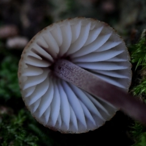 Mycena sp. at Box Cutting Rainforest Walk - 28 Apr 2019 12:00 AM