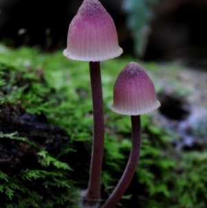 Mycena sp. at Box Cutting Rainforest Walk - 28 Apr 2019 12:00 AM