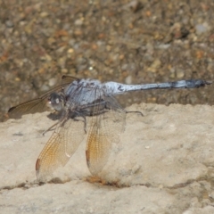 Orthetrum caledonicum (Blue Skimmer) at Point Hut to Tharwa - 12 Mar 2019 by michaelb