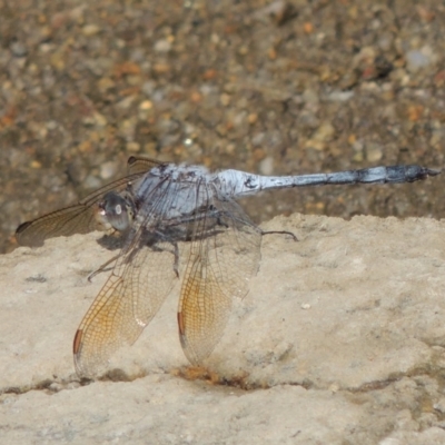 Orthetrum caledonicum (Blue Skimmer) at Point Hut to Tharwa - 12 Mar 2019 by MichaelBedingfield