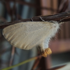 Acyphas semiochrea (Omnivorous Tussock Moth) at Conder, ACT - 4 Mar 2019 by MichaelBedingfield