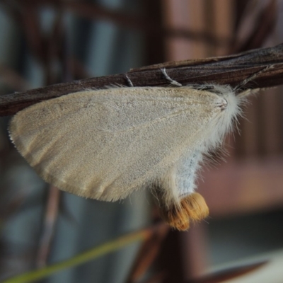 Acyphas semiochrea (Omnivorous Tussock Moth) at Conder, ACT - 3 Mar 2019 by michaelb