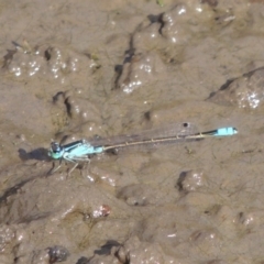 Ischnura heterosticta (Common Bluetail Damselfly) at Point Hut to Tharwa - 12 Mar 2019 by michaelb