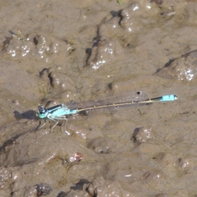 Ischnura heterosticta (Common Bluetail Damselfly) at Paddys River, ACT - 12 Mar 2019 by michaelb