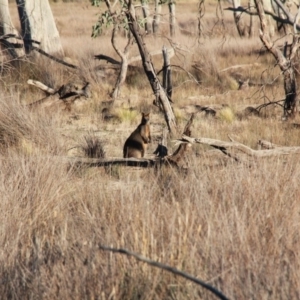 Wallabia bicolor at Amaroo, ACT - 28 Apr 2019