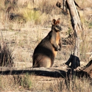 Wallabia bicolor at Amaroo, ACT - 28 Apr 2019