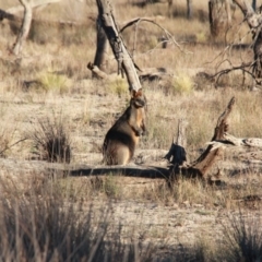 Wallabia bicolor at Amaroo, ACT - 28 Apr 2019