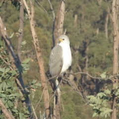 Tachyspiza novaehollandiae (Grey Goshawk) at Yass River, NSW - 29 Apr 2019 by SenexRugosus