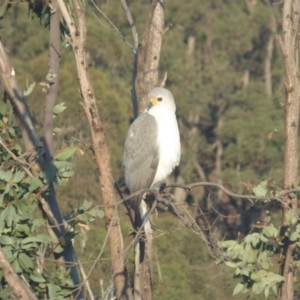 Accipiter novaehollandiae at Yass River, NSW - 29 Apr 2019