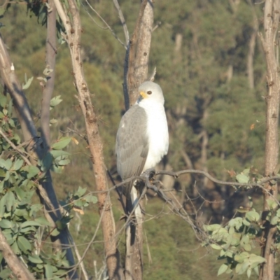 Accipiter novaehollandiae (Grey Goshawk) at Yass River, NSW - 28 Apr 2019 by SenexRugosus