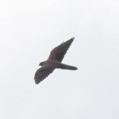 Falco subniger (Black Falcon) at Tumut Plains, NSW - 10 Mar 2019 by ArcherCallaway