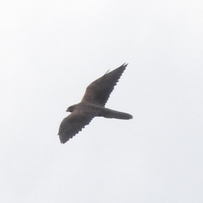Falco subniger (Black Falcon) at Tumut Plains, NSW - 10 Mar 2019 by ArcherCallaway