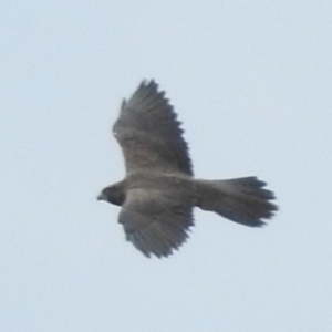 Falco subniger at Tumut Plains, NSW - 10 Mar 2019