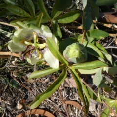Passiflora caerulea (Blue Passionflower) at Theodore, ACT - 29 Apr 2019 by owenh