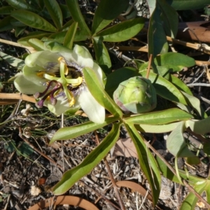 Passiflora caerulea at Theodore, ACT - 29 Apr 2019