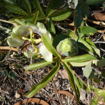 Passiflora caerulea (Blue Passionflower) at Theodore, ACT - 29 Apr 2019 by owenh