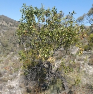 Acacia melanoxylon at Theodore, ACT - 1 May 2019 04:22 PM