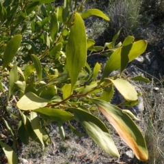 Acacia melanoxylon at Theodore, ACT - 1 May 2019 04:22 PM