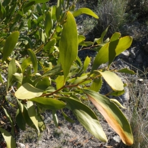 Acacia melanoxylon at Theodore, ACT - 1 May 2019 04:22 PM