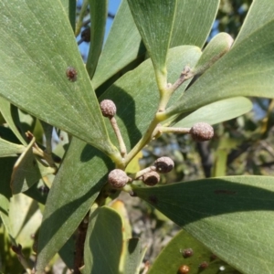 Acacia melanoxylon at Theodore, ACT - 1 May 2019