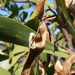 Acacia melanoxylon at Theodore, ACT - 1 May 2019