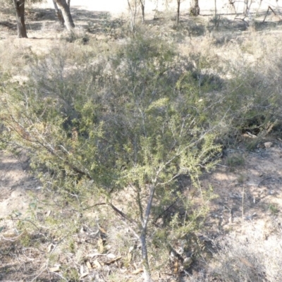 Acacia ulicifolia (Prickly Moses) at Theodore, ACT - 29 Apr 2019 by Owen