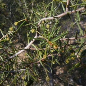 Acacia ulicifolia at Theodore, ACT - 29 Apr 2019 02:10 PM