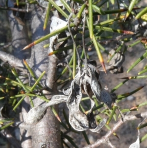 Acacia ulicifolia at Theodore, ACT - 29 Apr 2019 02:10 PM