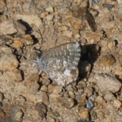 Theclinesthes serpentata (Saltbush Blue) at Theodore, ACT - 29 Apr 2019 by Owen