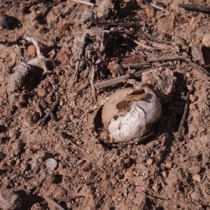 Disciseda australis at Weston, ACT - 22 Apr 2019